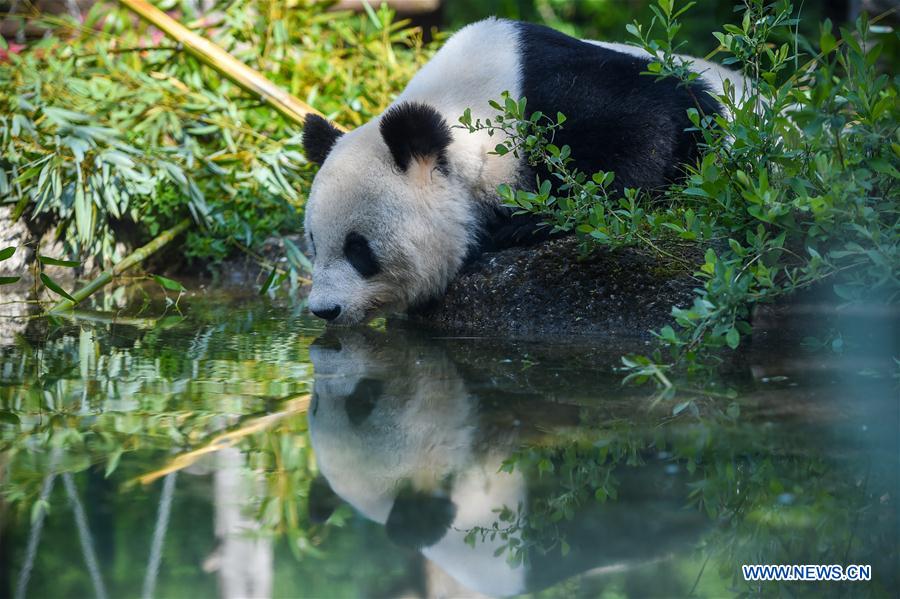 AUSTRIA-VIENNA-GIANT PANDA