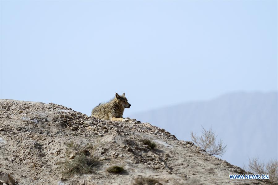 CHINA-XINJIANG-ALTUN MOUNTAINS-WOLVES (CN)