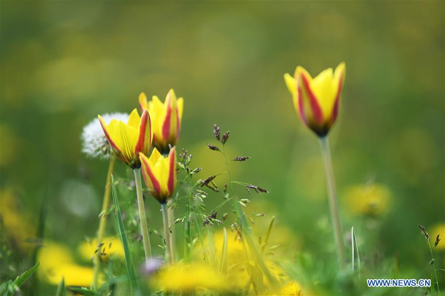 CHINA-XINJIANG-ILI-NARAT GRASSLAND-TOURISM BOOM (CN)