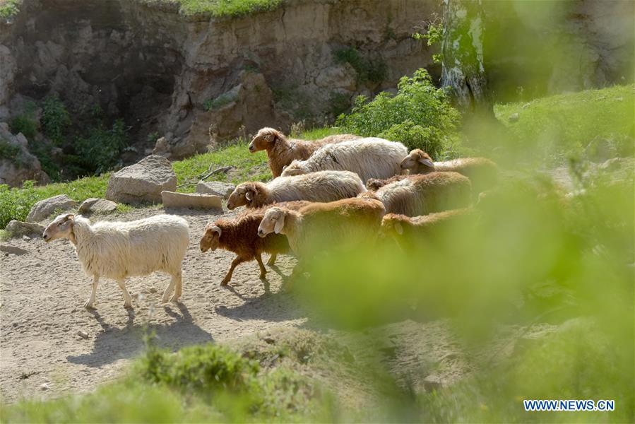 CHINA-XINJIANG-FUHAI-HERDSMEN-SUMMER PASTURE (CN)