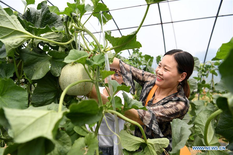 CHINA-ANHUI-FEIXI-AGRICULTURE-TOURISM (CN)