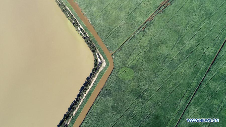 CHINA-TIANJIN-WETLAND-SCENERY (CN)