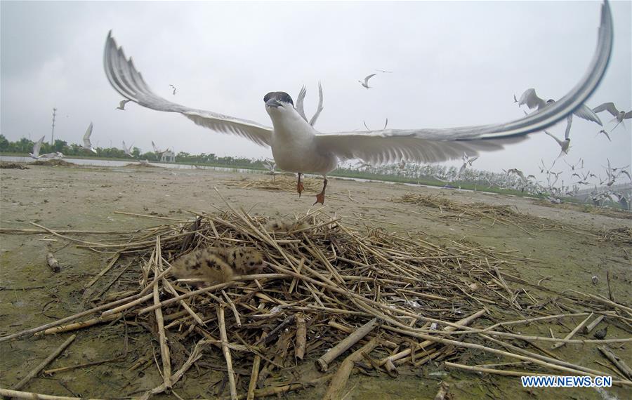 CHINA-JIANGSU-WETLAND-BIRDS (CN)