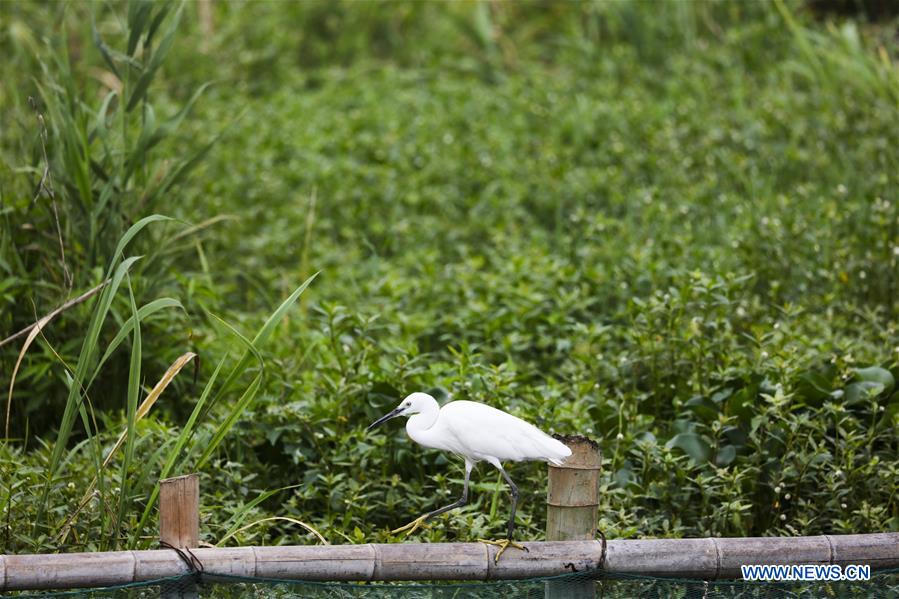 CHINA-ZHEJIANG-DEQING-WETLAND (CN)