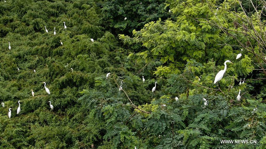 CHINA-MIGRATORY BIRD SANCTUARIES-UNESCO-WORLD HERITAGE LIST (CN)