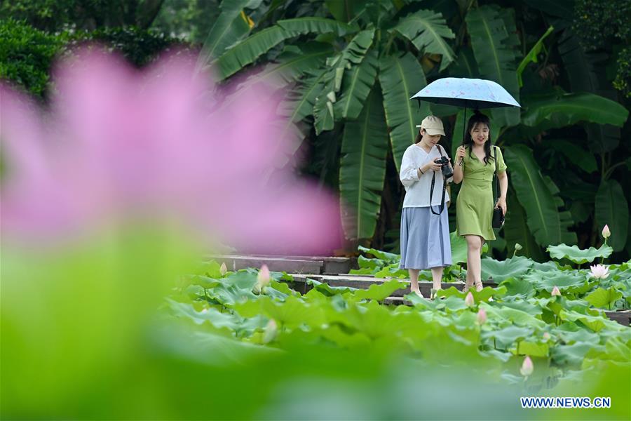 CHINA-FUJIAN-FUZHOU-LOTUS (CN)