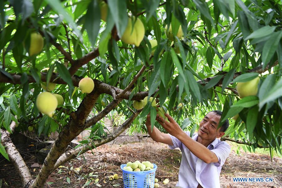 CHINA-CHONGQING-BANAN-PEACH-RURAL DEVELOPMENT (CN)