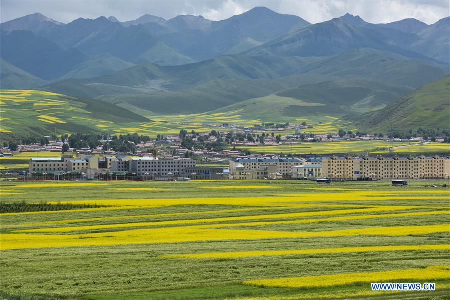 CHINA-QINGHAI-MENYUAN-COLE FLOWER FIELDS (CN)