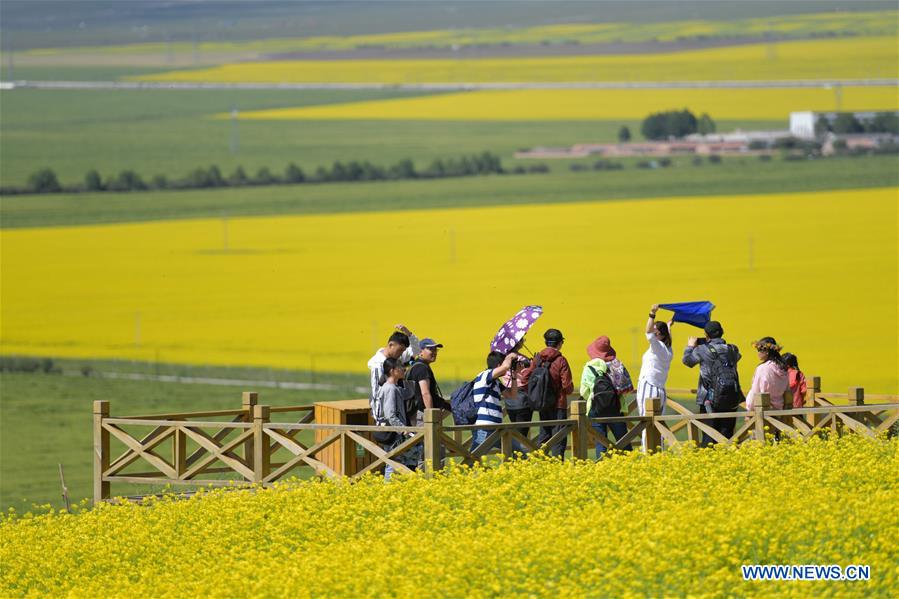 CHINA-QINGHAI-MENYUAN-COLE FLOWER FIELDS (CN)