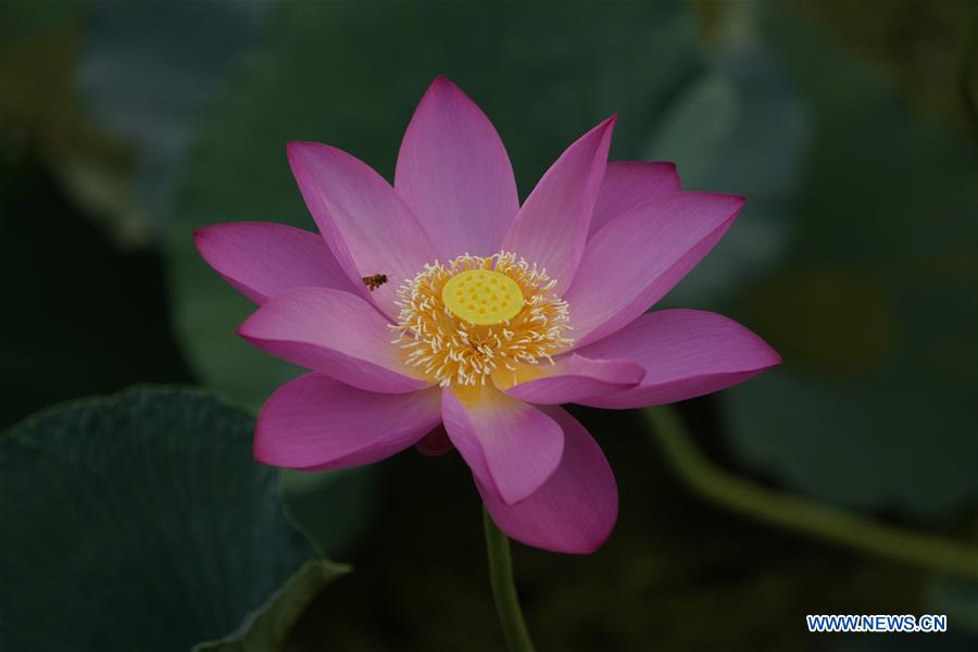 CHINA-HEBEI-XIONGAN-LOTUS(CN)