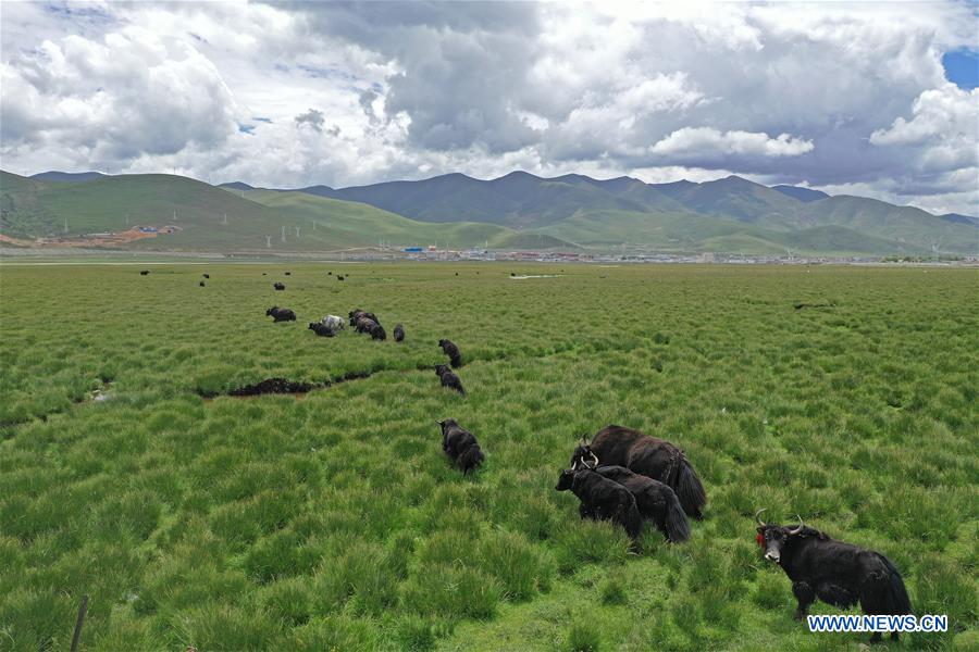 CHINA-TIBET-DAMXUNG-PASTURE (CN)