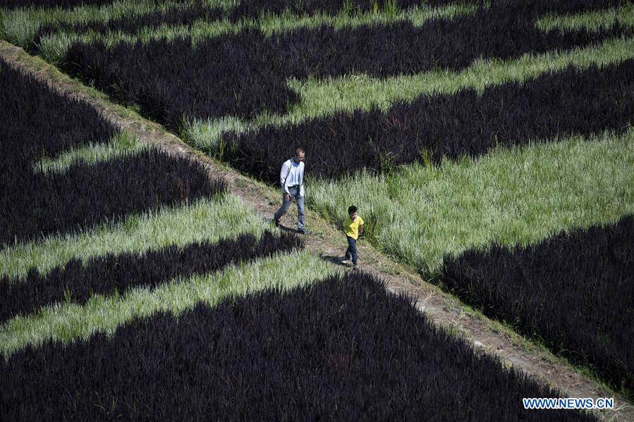 CHINA-XINJIANG-QAPQAL-RICE FIELDS-TOURISM (CN)