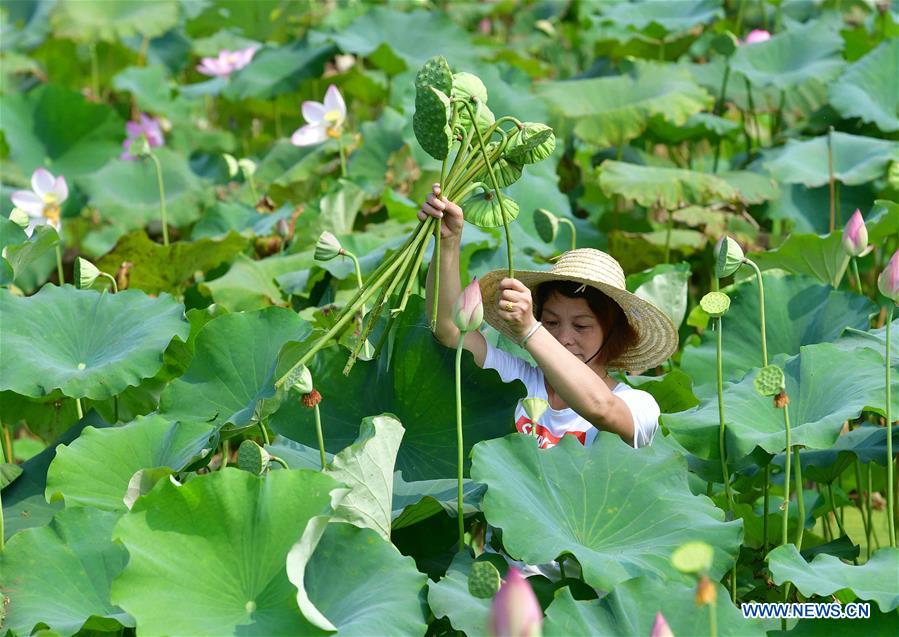 CHINA-GUANGXI-LOTUS-POVERTY ALLEVIATION (CN)