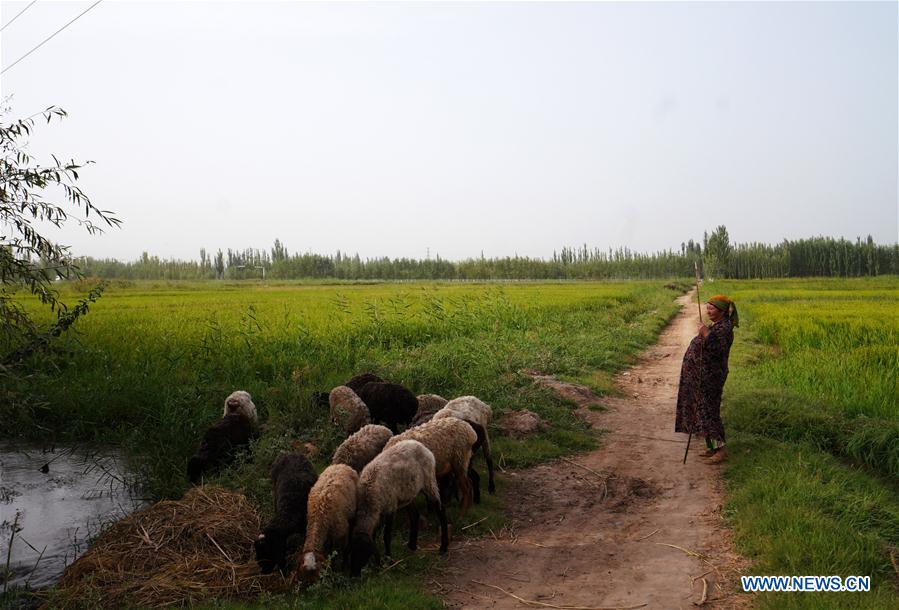 CHINA-XINJIANG-PAHTAKLA-ENVIRONMENT IMPROVEMENT (CN)