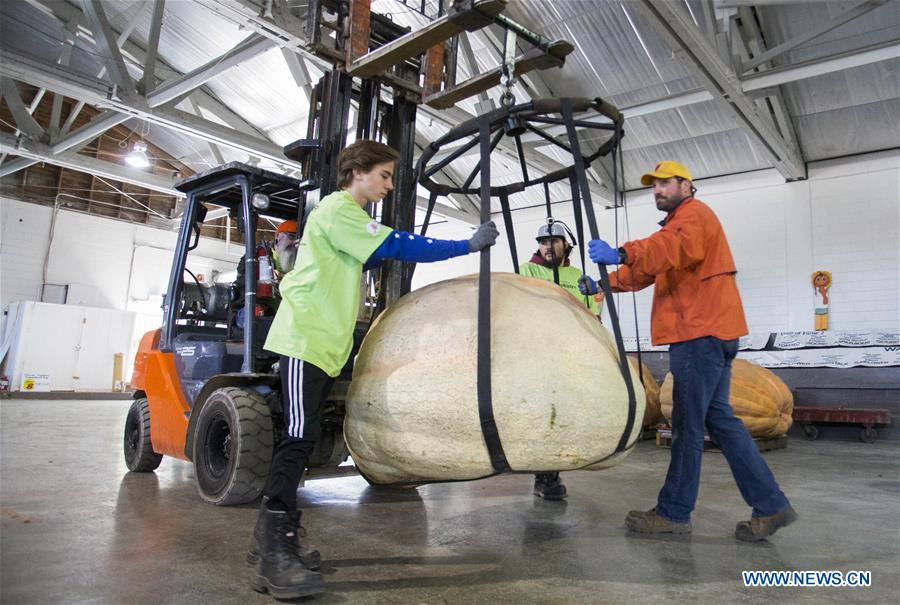 CANADA-ONTARIO-BRUCE COUNTY-GIANT PUMPKIN COMPETITION