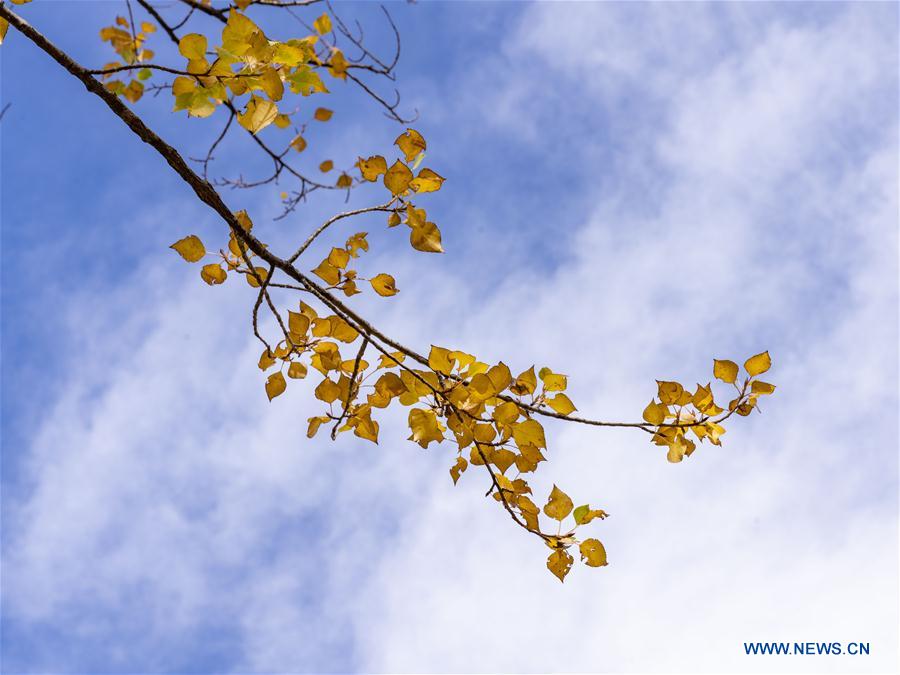 CHINA-TIBET-LHASA-AUTUMN SCENERY (CN)