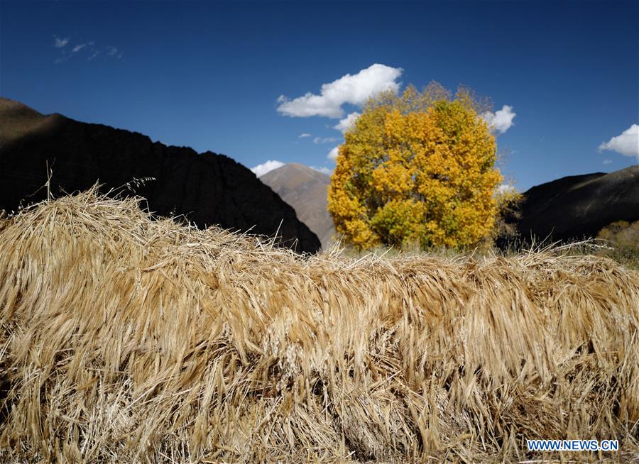 CHINA-TIBET-AUTUMN SCENERY (CN)