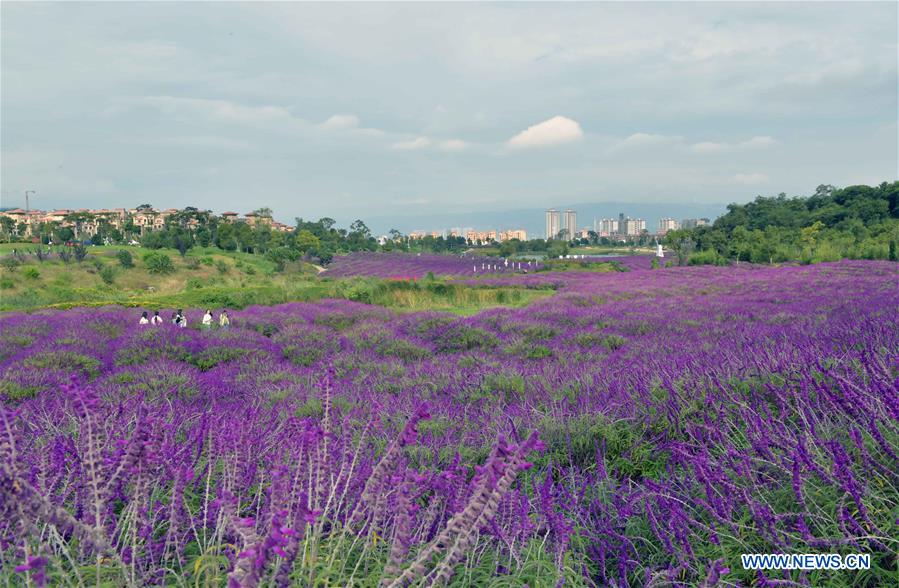 CHINA-YUNNAN-FLOWERS-TOURISM(CN)