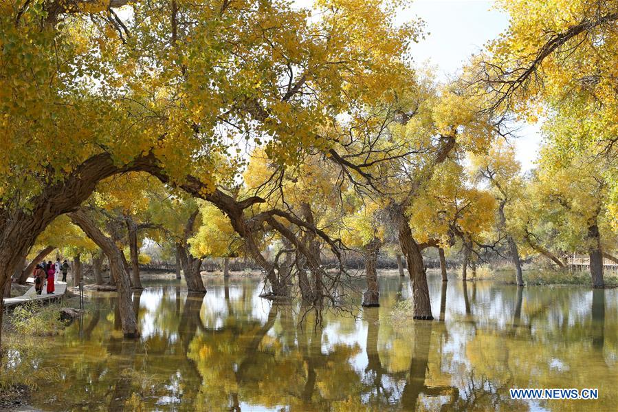 CHINA-INNER MONGOLIA-POPULUS EUPHRATICA-SCENERY (CN)