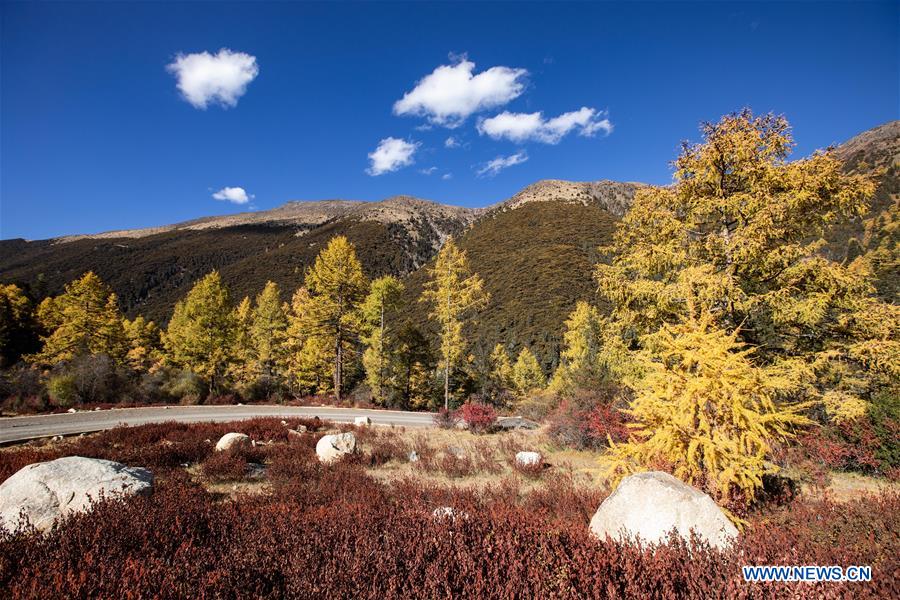 CHINA-SICHUAN-AUTUMN SCENERY (CN)