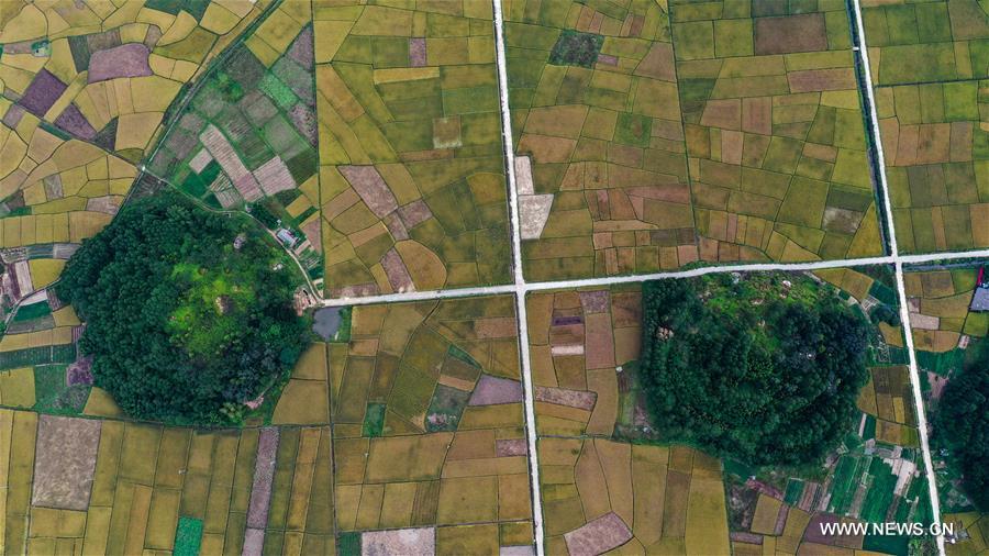 CHINA-GUANGXI-RICE FIELDS (CN)