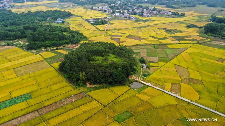 CHINA-GUANGXI-RICE FIELDS (CN)