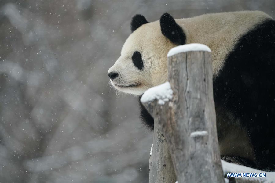 CHINA-HEILONGJIANG-SHANGZHI-SNOW-PANDA (CN)