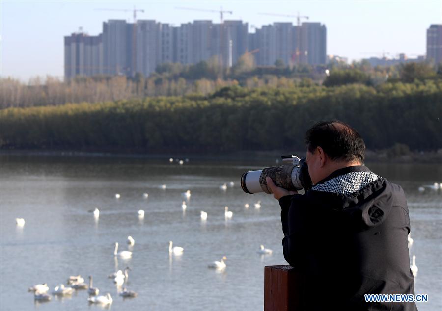 CHINA-HENAN-SANMENXIA-WHITE SWANS (CN)