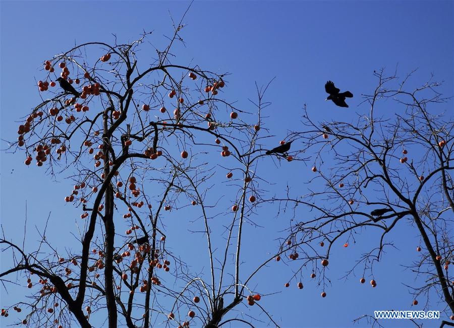 (BeijingCandid)CHINA-BEIJING-AUTUMN (CN)