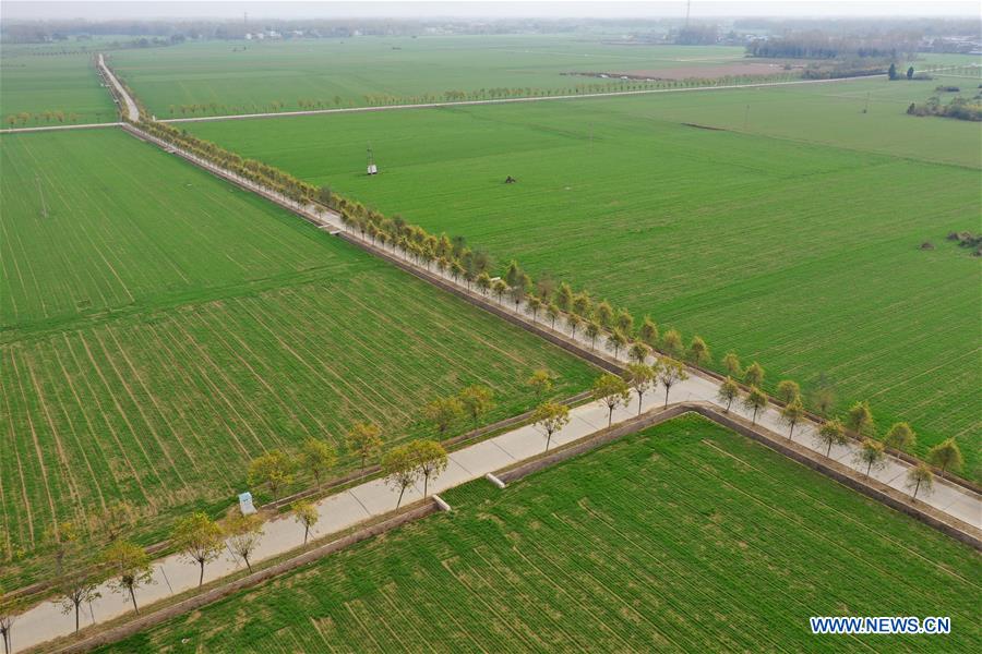 CHINA-HENAN-WINTER WHEAT-SCENERY (CN)