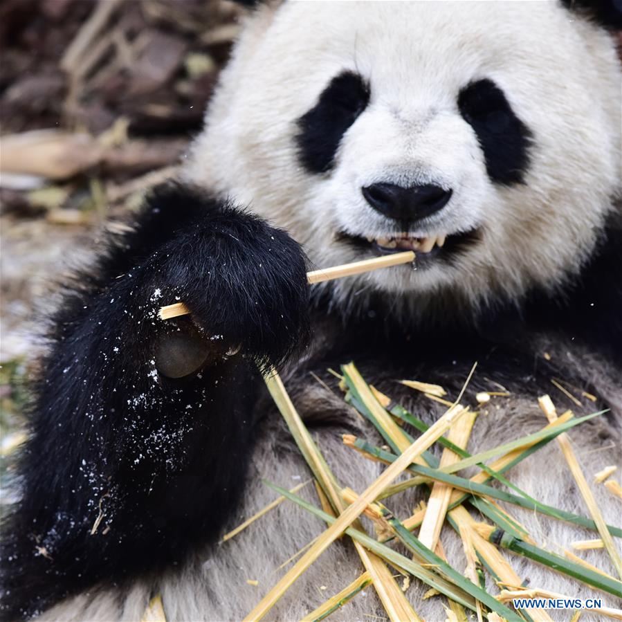 CHINA-QINGHAI-XINING-GIANT PANDA-SNOW (CN)