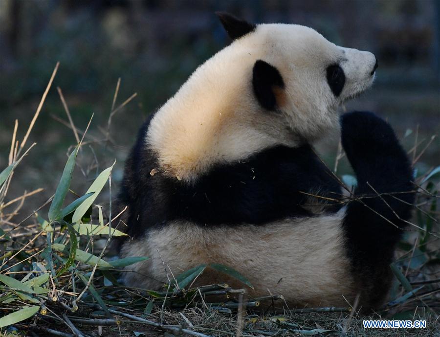 CHINA-XI'AN-QINLING-GIANT PANDA (CN)