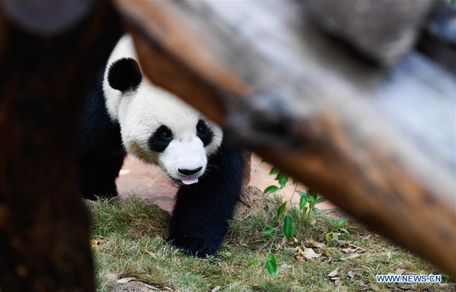 CHINA-HAIKOU-GIANT PANDAS-WINTER ACTIVITY (CN)