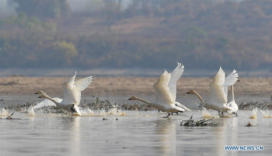 CHINA-JIANGXI-FUHE RIVER-MIGRANT BIRD (CN)