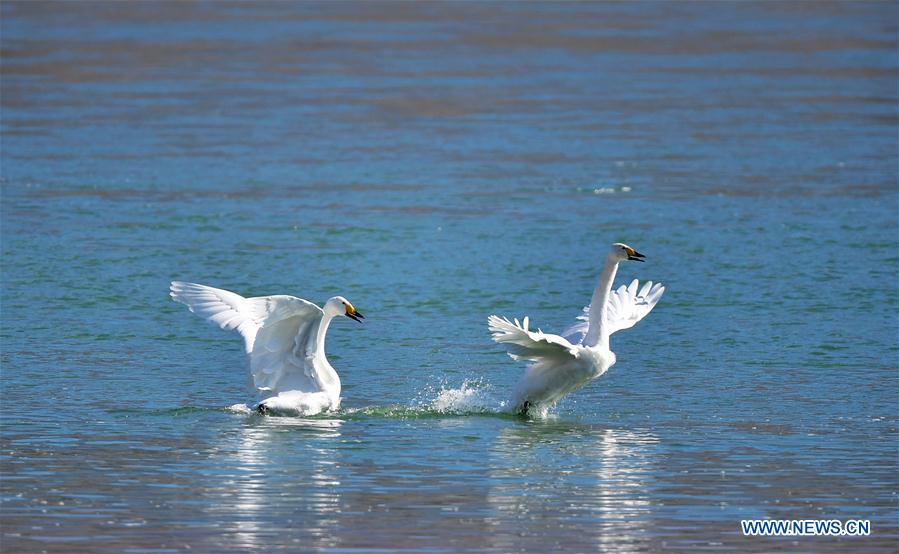 CHINA-QINGHAI-GUIDE-SWAN (CN)