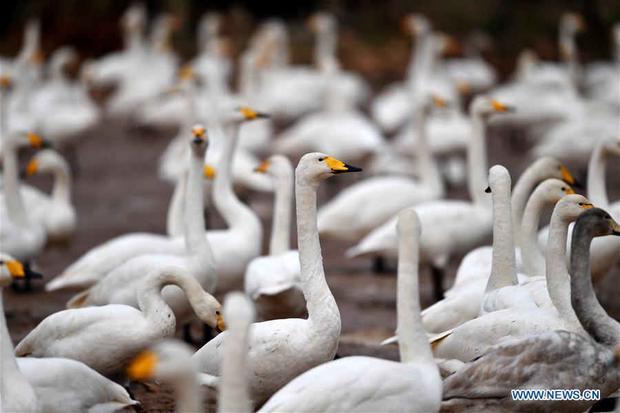 CHINA-SHANXI-WILD SWAN-WINTER HABITAT (CN)