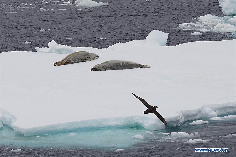 (EyesonSci)CHINA-XUELONG 2-ANTARCTIC EXPEDITION-SOUTHERN OCEAN-ANIMALS