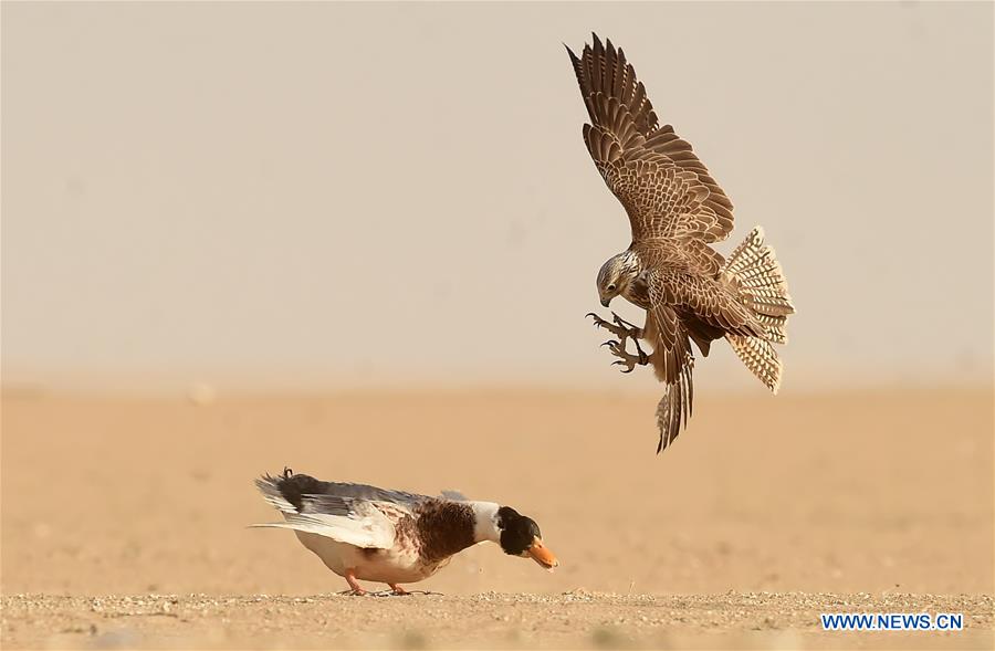 KUWAIT-JAHRA GOVERNORATE-FALCON TRAINING SHOW