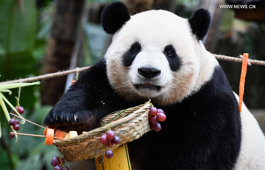 CHINA-HAINAN-HAIKOU-GIANT PANDA (CN)