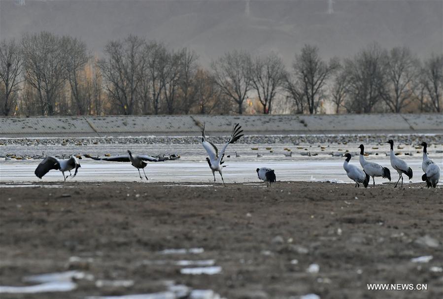 CHINA-LHASA-ECOLOGICAL PROTECTION-CRANES (CN)