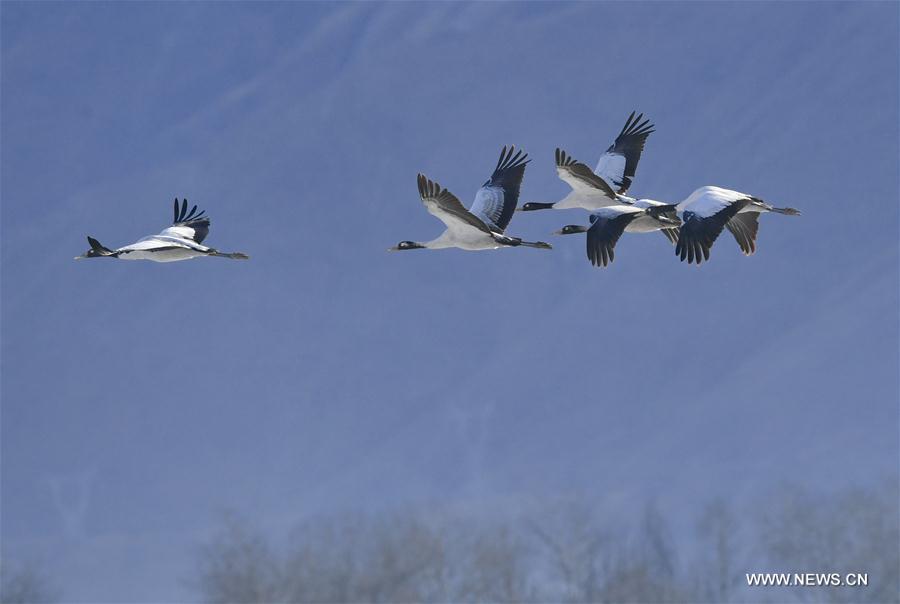 CHINA-LHASA-ECOLOGICAL PROTECTION-CRANES (CN)