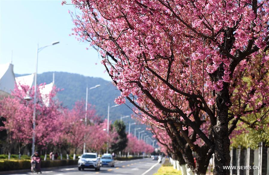 CHINA-YUNNAN-KUNMING-CHERRY BLOSSOM (CN)