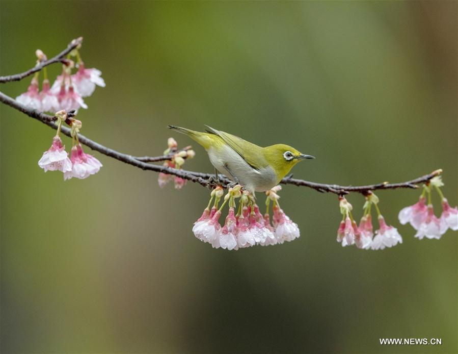 CHINA-FUJIAN-FUZHOU-WHITE-EYE-BIRD (CN)