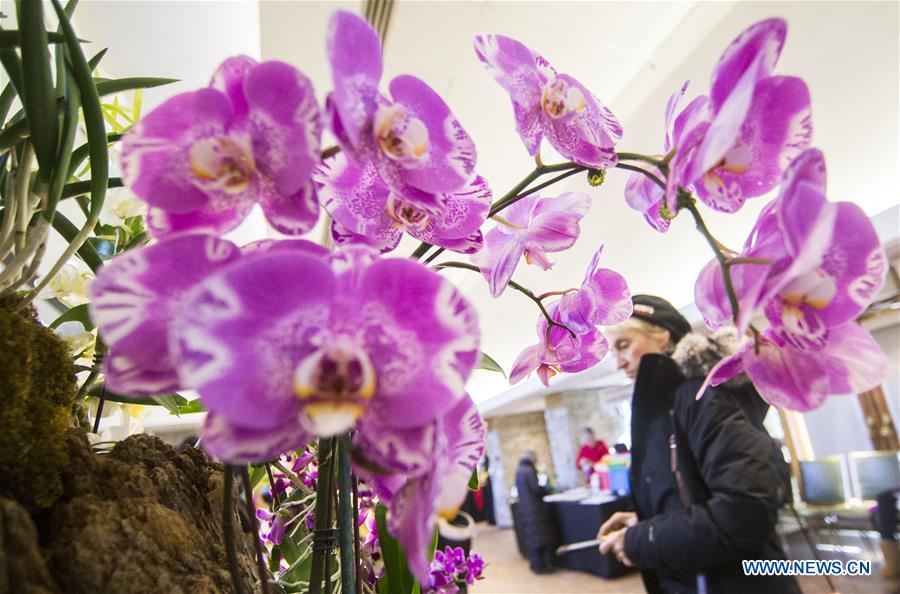 CANADA-TORONTO-ORCHID SHOW