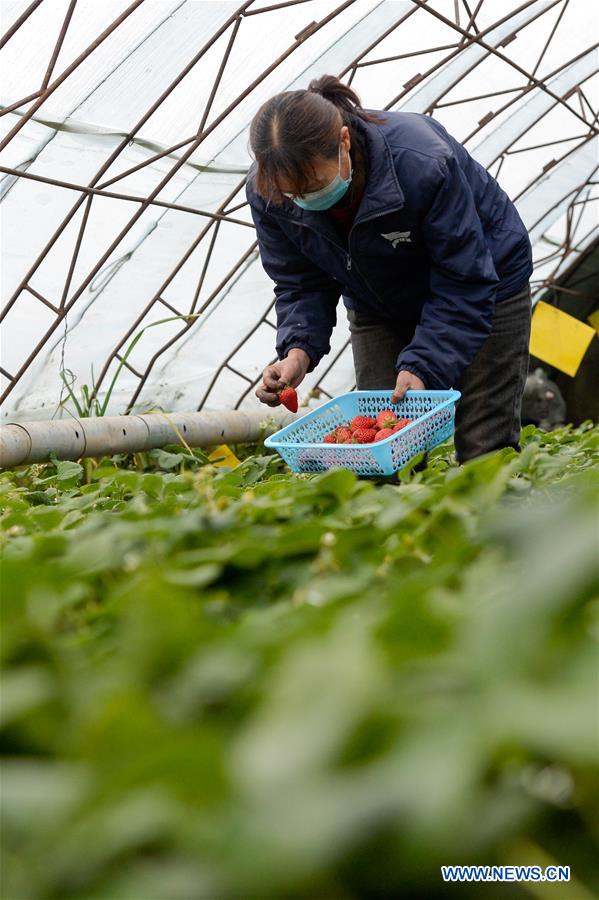 CHINA-XINJIANG-STRAWBERRY HARVEST (CN)