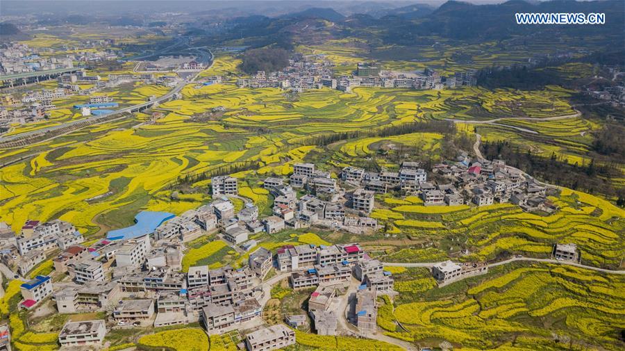 #CHINA-GUIZHOU-ANSHUN-RAPE FLOWERS (CN)