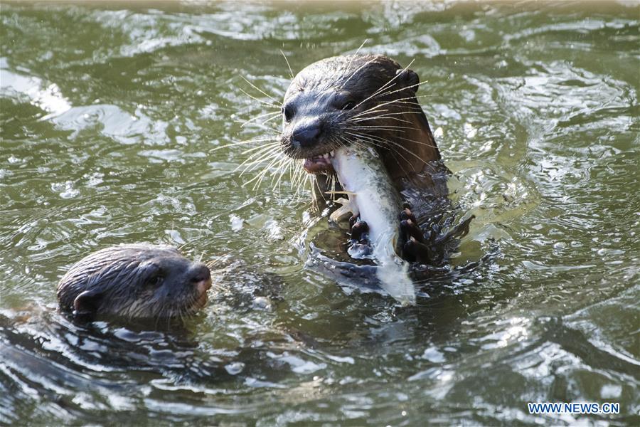 SINGAPORE-WILD ANIMALS