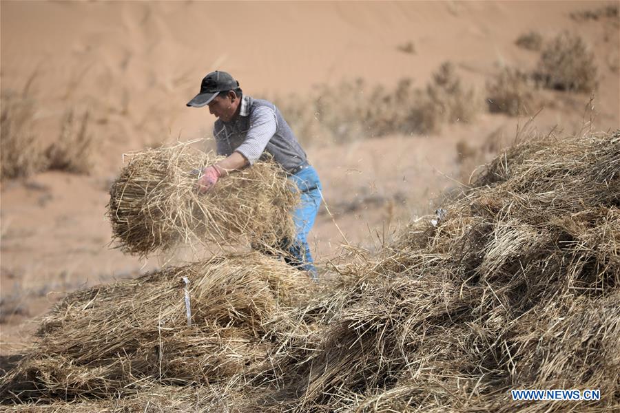 CHINA-GANSU-SPRING-DESERT CONTROL (CN)