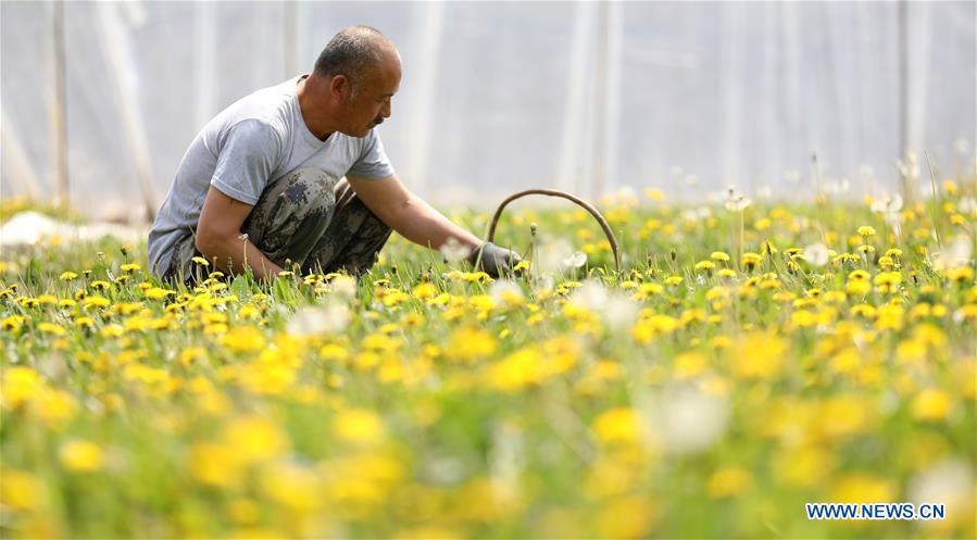 CHINA-LIAONING-BENXI-WILD VEGETABLES-PLANTING (CN)