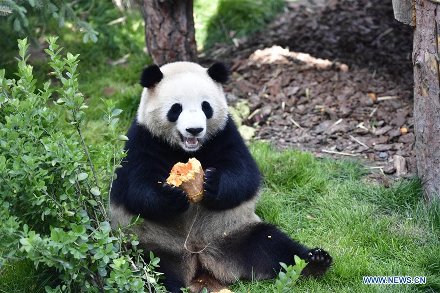 CHINA-QINGHAI-XINING-GIANT PANDAS (CN)